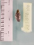  (Testacella maugei - A23_G3B_M10)  @11 [ ] CreativeCommons - Attribution Non-Commercial Share-Alike  Unspecified Unspecified