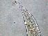  (Enoploides - 1C16A12)  @11 [ ] by-nc-nd (2020) Unspecified Ghent University