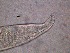  (Bathylaimus australis - 34C20A12)  @11 [ ] by_nc_nd (2012) Unspecified Ghent University