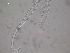  (Thalassomonhysterini - 4L28D16)  @11 [ ] by_nc_nd (2016) Unspecified Ghent University