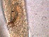  ( - 4X26A12)  @11 [ ] by_nc_nd (2012) Unspecified Ghent University