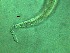  (Daptonema normandicum - 7C15M12)  @11 [ ] by_nc_nd (2012) Unspecified Ghent University