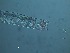  (Oxyonchus - 80X3C15)  @11 [ ] by_nc_nd (2015) Unspecified Ghent University