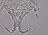  ( - 120614-1-28)  @11 [ ] CreativeCommons - Attribution Non-Commercial Share-Alike (2017) Unspecified Norwegian Veterinary Institute