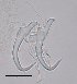  ( - 120614-1-3)  @11 [ ] CreativeCommons - Attribution Non-Commercial Share-Alike (2017) Unspecified Norwegian Veterinary Institute