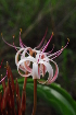  (Crinum buphanoides - OM1634)  @11 [ ] CreativeCommons - Attribution Non-Commercial Share-Alike (2011) Olivier Maurin University of Johannesburg