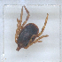  ( - NMNH-2023-019-A03)  @11 [ ] No Rights Reserved (2023) Yvonne Linton Smithsonian Institution National Museum of Natural History