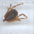  ( - NMNH-2023-019-A03)  @11 [ ] No Rights Reserved (2023) Yvonne Linton Smithsonian Institution National Museum of Natural History