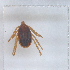  ( - NMNH-2023-019-A05)  @11 [ ] No Rights Reserved (2023) Yvonne Linton Smithsonian Institution National Museum of Natural History