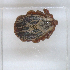  ( - NMNH-2023-019-A08)  @11 [ ] No Rights Reserved (2023) Yvonne Linton Smithsonian Institution National Museum of Natural History
