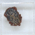  ( - NMNH-2023-019-A10)  @11 [ ] No Rights Reserved (2023) Yvonne Linton Smithsonian Institution National Museum of Natural History