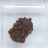  ( - NMNH-2023-019-A10)  @11 [ ] No Rights Reserved (2023) Yvonne Linton Smithsonian Institution National Museum of Natural History