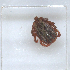  ( - NMNH-2023-019-A11)  @11 [ ] No Rights Reserved (2023) Yvonne Linton Smithsonian Institution National Museum of Natural History