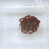  ( - NMNH-2023-019-A11)  @11 [ ] No Rights Reserved (2023) Yvonne Linton Smithsonian Institution National Museum of Natural History