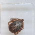  ( - NMNH-2023-019-A12)  @11 [ ] No Rights Reserved (2023) Yvonne Linton Smithsonian Institution National Museum of Natural History