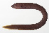  ( - MOOP-013)  @11 [ ] CreativeCommons  Attribution Non-Commercial (by-nc) (2008) Unspecified Smithsonian Institution National Museum of Natural History