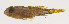  ( - MOOP-020)  @11 [ ] CreativeCommons  Attribution Non-Commercial (by-nc) (2008) Unspecified Smithsonian Institution National Museum of Natural History