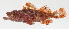  ( - MOOP-045)  @11 [ ] CreativeCommons  Attribution Non-Commercial (by-nc) (2008) Unspecified Smithsonian Institution National Museum of Natural History