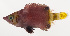  ( - MOOP-048)  @11 [ ] CreativeCommons  Attribution Non-Commercial (by-nc) (2008) Unspecified Smithsonian Institution National Museum of Natural History