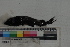  ( - MOP110187)  @12 [ ] CreativeCommons - Attribution Non-Commercial (2011) Smithsonian Institution Smithsonian Institution