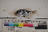  ( - MOP110016)  @11 [ ] CreativeCommons - Attribution Non-Commercial (2011) Smithsonian Institution Smithsonian Institution