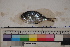  ( - MOP110017)  @11 [ ] CreativeCommons - Attribution Non-Commercial (2011) Smithsonian Institution Smithsonian Institution