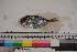  ( - MOP110018)  @11 [ ] CreativeCommons - Attribution Non-Commercial (2011) Smithsonian Institution Smithsonian Institution