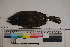  ( - MOP110019)  @11 [ ] CreativeCommons - Attribution Non-Commercial (2011) Smithsonian Institution Smithsonian Institution