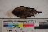  ( - MOP110020)  @11 [ ] CreativeCommons - Attribution Non-Commercial (2011) Smithsonian Institution Smithsonian Institution