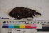  ( - MOP110021)  @11 [ ] CreativeCommons - Attribution Non-Commercial (2011) Smithsonian Institution Smithsonian Institution