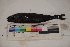  ( - MOP110036)  @11 [ ] CreativeCommons - Attribution Non-Commercial (2011) Smithsonian Institution Smithsonian Institution