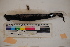  ( - MOP110073)  @11 [ ] CreativeCommons - Attribution Non-Commercial (2011) Smithsonian Institution Smithsonian Institution