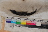  ( - MOP110078)  @11 [ ] CreativeCommons - Attribution Non-Commercial (2011) Smithsonian Institution Smithsonian Institution