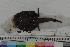  ( - MOP110104)  @11 [ ] CreativeCommons - Attribution Non-Commercial (2011) Smithsonian Institution Smithsonian Institution