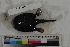 ( - MOP110125)  @11 [ ] CreativeCommons - Attribution Non-Commercial (2011) Smithsonian Institution Smithsonian Institution