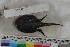  (Dibranchus velutinus - MOP110127)  @11 [ ] CreativeCommons - Attribution Non-Commercial (2011) Smithsonian Institution Smithsonian Institution