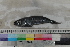  ( - MOP110132)  @11 [ ] CreativeCommons - Attribution Non-Commercial (2011) Smithsonian Institution Smithsonian Institution