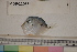  ( - MOP110145)  @11 [ ] CreativeCommons - Attribution Non-Commercial (2011) Smithsonian Institution Smithsonian Institution