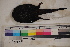  ( - MOP110160)  @11 [ ] CreativeCommons - Attribution Non-Commercial (2011) Smithsonian Institution Smithsonian Institution
