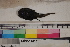  ( - MOP110161)  @11 [ ] CreativeCommons - Attribution Non-Commercial (2011) Smithsonian Institution Smithsonian Institution