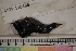  ( - MOP110166)  @11 [ ] CreativeCommons - Attribution Non-Commercial (2011) Smithsonian Institution Smithsonian Institution