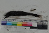  ( - MOP110178)  @11 [ ] CreativeCommons - Attribution Non-Commercial (2011) Smithsonian Institution Smithsonian Institution