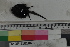  ( - MOP110186)  @11 [ ] CreativeCommons - Attribution Non-Commercial (2011) Smithsonian Institution Smithsonian Institution