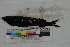  ( - MOP110195)  @12 [ ] CreativeCommons - Attribution Non-Commercial (2011) Smithsonian Institution Smithsonian Institution