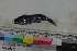  ( - MOP110200)  @11 [ ] CreativeCommons - Attribution Non-Commercial (2011) Smithsonian Institution Smithsonian Institution