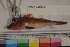 (Bellator gymnostethus - MOP110216)  @11 [ ] CreativeCommons - Attribution Non-Commercial (2011) Smithsonian Institution Smithsonian Institution