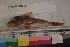  (Bellator loxias - MOP110219)  @11 [ ] CreativeCommons - Attribution Non-Commercial (2011) Smithsonian Institution Smithsonian Institution