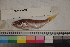 ( - MOP110226)  @11 [ ] CreativeCommons - Attribution Non-Commercial (2011) Smithsonian Institution Smithsonian Institution