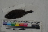  ( - MOP110234)  @11 [ ] CreativeCommons - Attribution Non-Commercial (2011) Smithsonian Institution Smithsonian Institution
