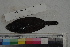  ( - MOP110235)  @11 [ ] CreativeCommons - Attribution Non-Commercial (2011) Smithsonian Institution Smithsonian Institution